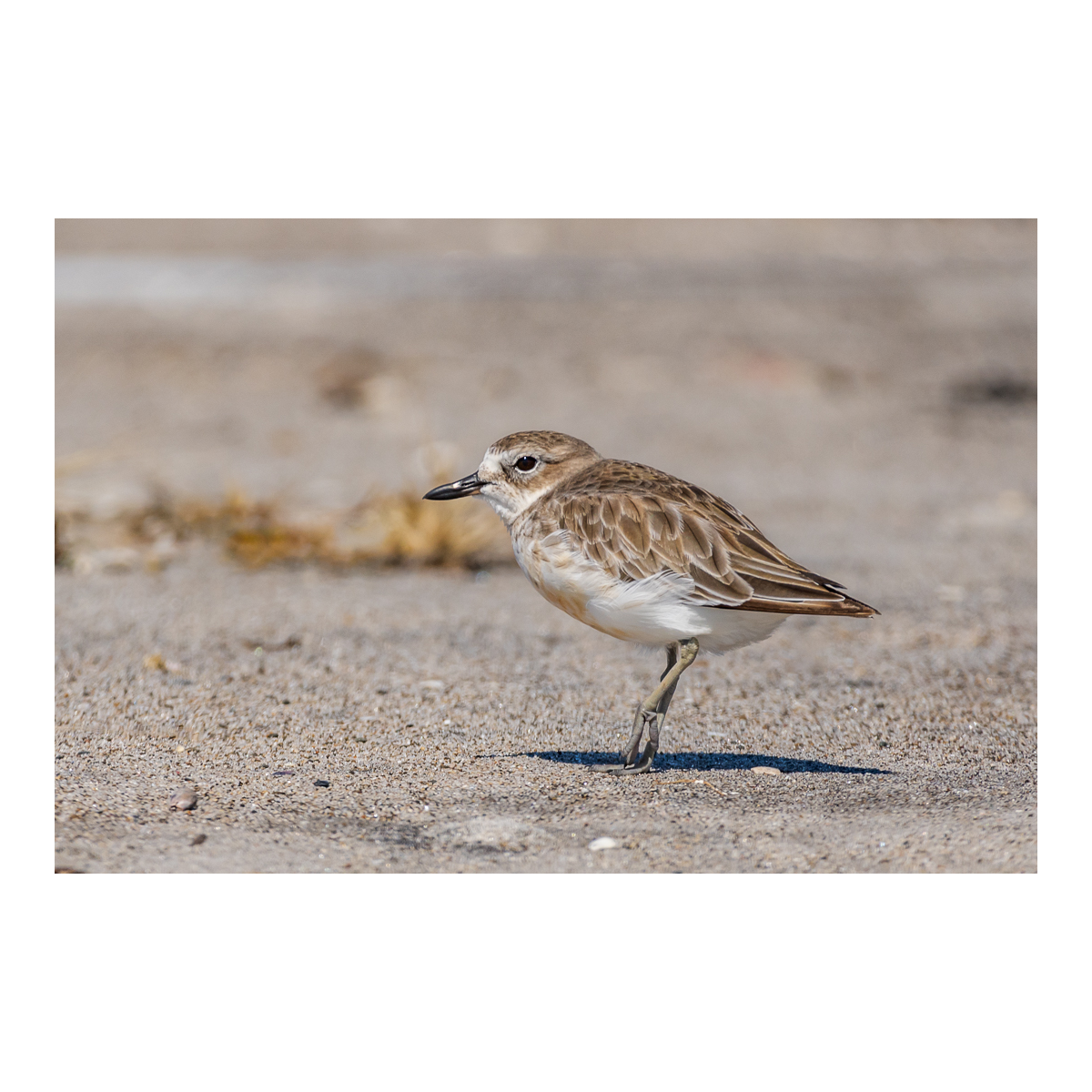 NZ Dotterel on the move