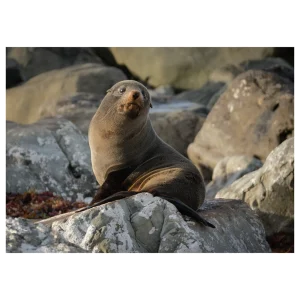 New Zealand fur seal sunbathing on rocks in Kaikoura, taken in the morning