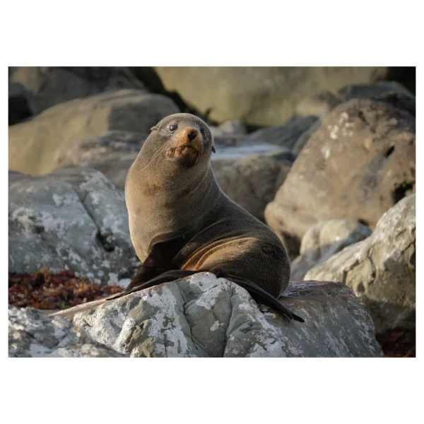 New Zealand fur seal sunbathing on rocks in Kaikoura, taken in the morning