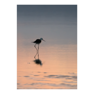 Pied Stilt