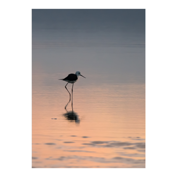 Pied Stilt