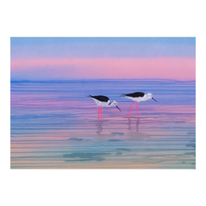 Pied Stilts at Sunset