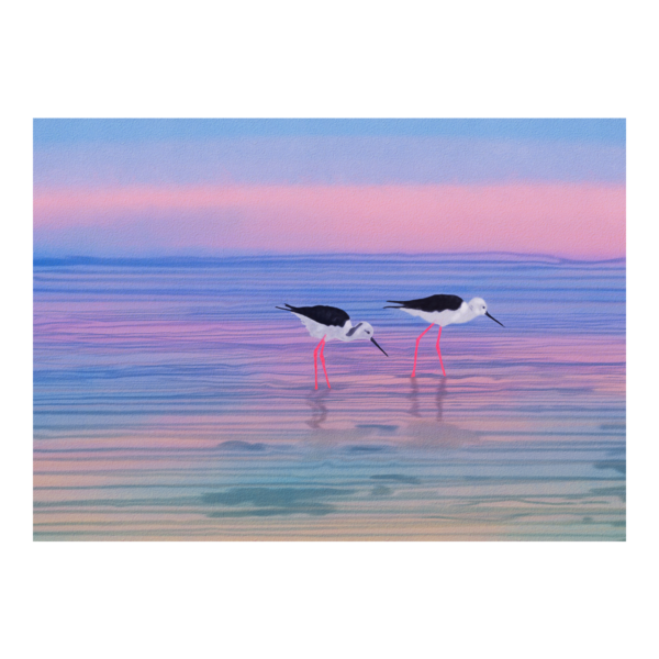 Pied Stilts at Sunset