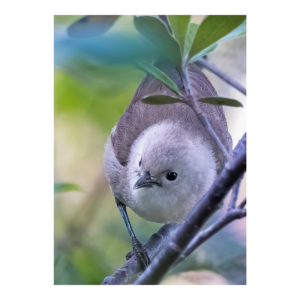 Pōpokotea  Whitehead