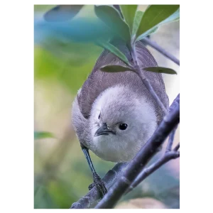 Close-up of a Pōpokotea (Whitehead) perched in a tree, with its tail hidden among the leaves.