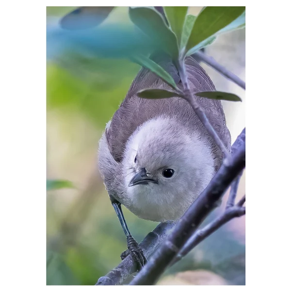 Close-up of a Pōpokotea (Whitehead) perched in a tree, with its tail hidden among the leaves.