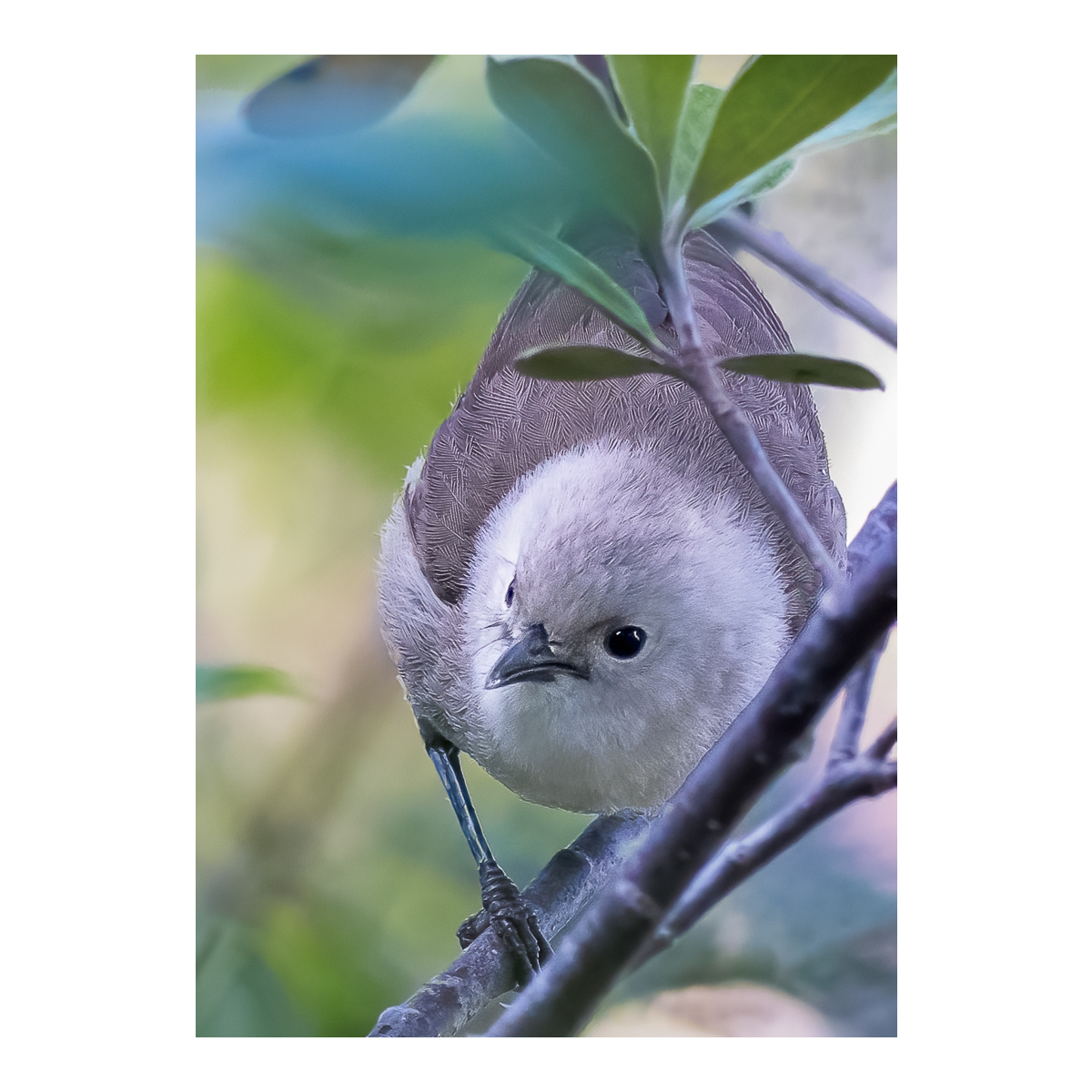 Pōpokotea Whitehead