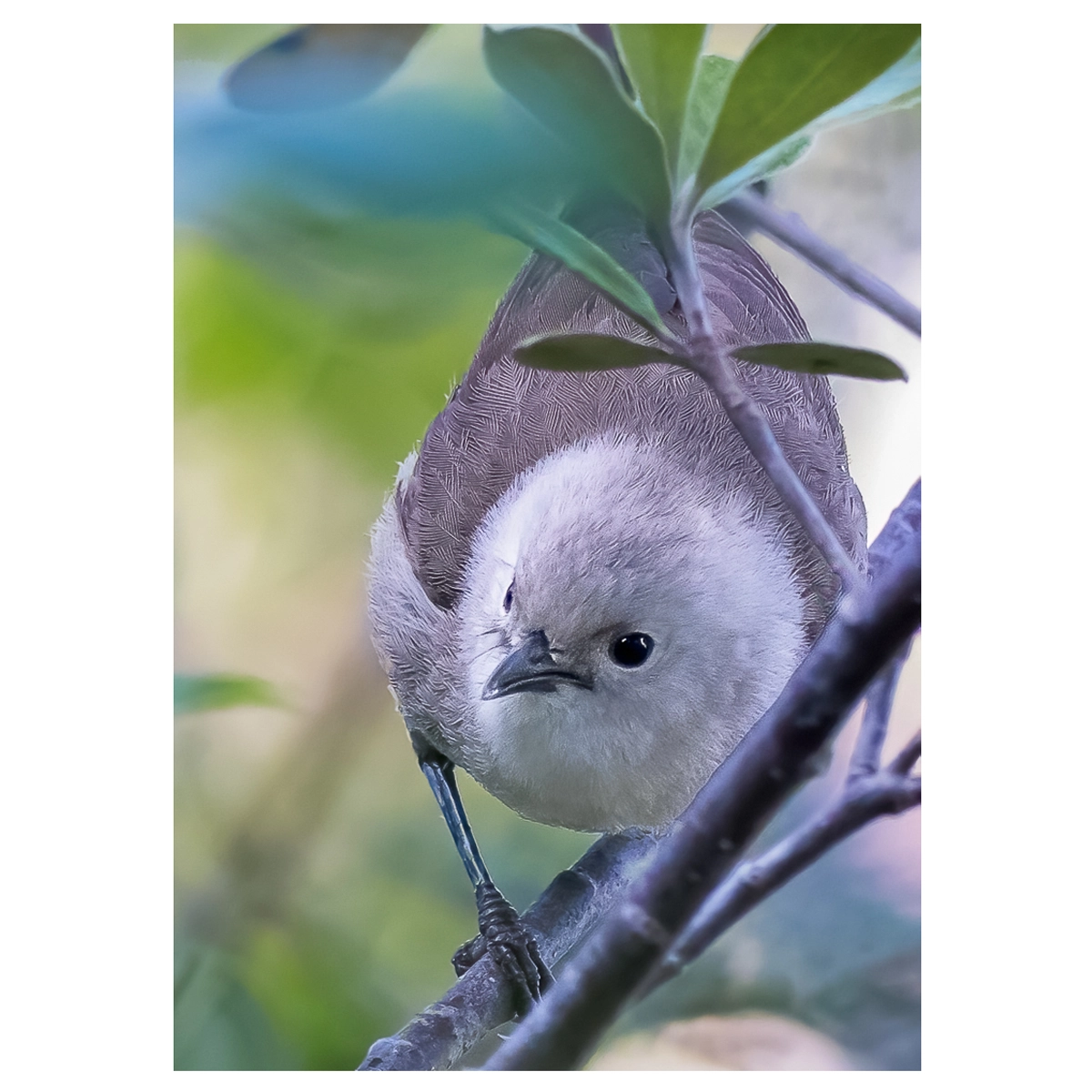 Close-up of a Pōpokotea (Whitehead) perched in a tree, with its tail hidden among the leaves.