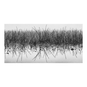 Reeds in the Fog a black and white