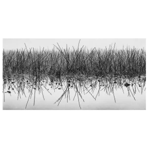 Black and white photo of reeds and their reflection in still water surrounded by fog.