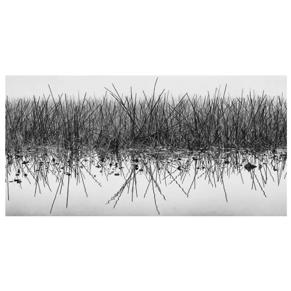 Black and white photo of reeds and their reflection in still water surrounded by fog.