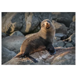 A sunbathing New Zealand fur seal on rocks in Kaikoura, taken in the morning