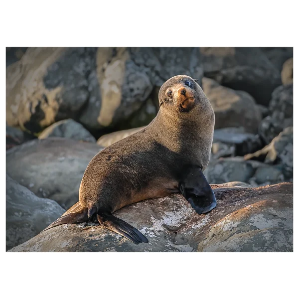 A sunbathing New Zealand fur seal on rocks in Kaikoura, taken in the morning