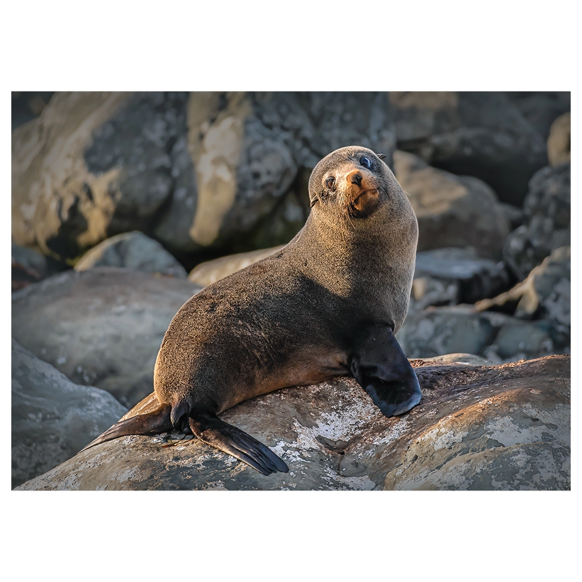 A sunbathing New Zealand fur seal on rocks in Kaikoura, taken in the morning