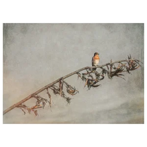 Swallow resting on a flax flower stem against a textured beige background with an artistic look.