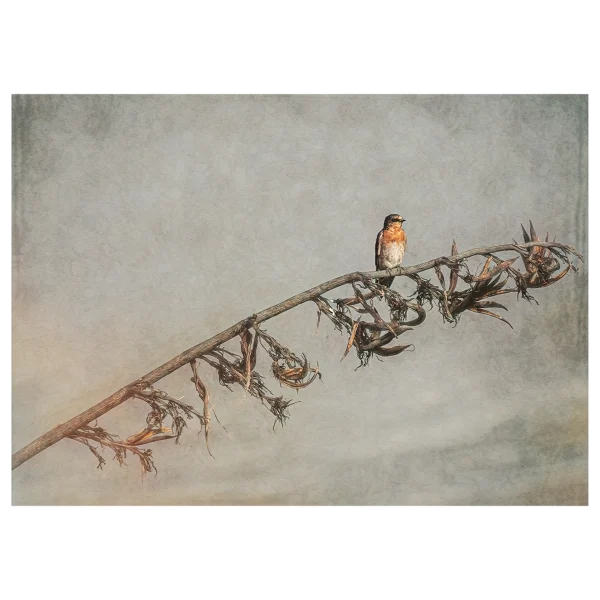 Swallow resting on a flax flower stem against a textured beige background with an artistic look.