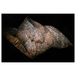 Close-up of a single dried hydrangea petal against a black background.