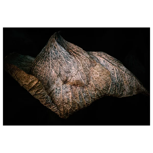 Close-up of a single dried hydrangea petal against a black background.