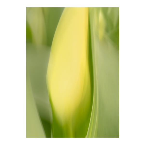 Yellow Tulip Elegance