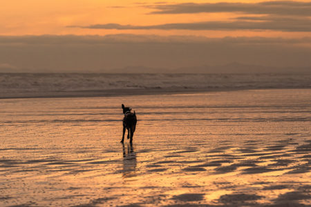 dog running in winter beach sunset