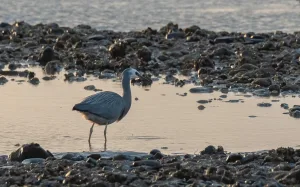 matuku, blue heron, blue crane, whitefaced heron, white faced heron