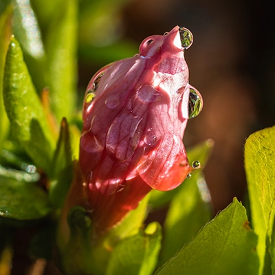 A pink azalea bud with rain drops