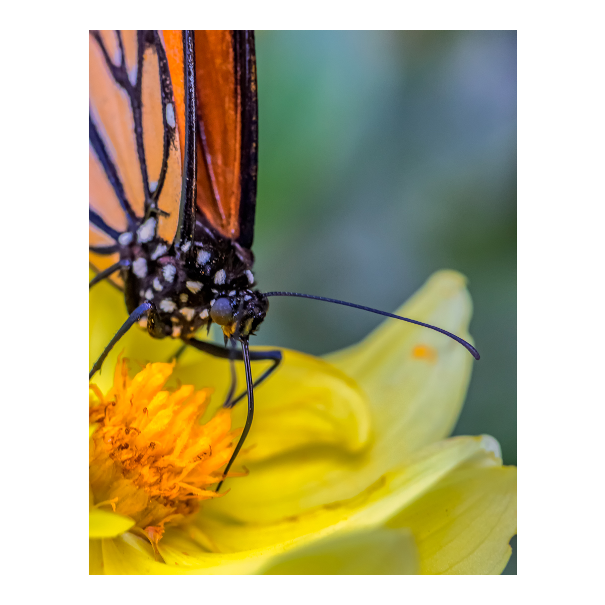 Close up of a butterfly feeding