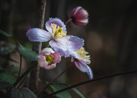 A pale purple clematis flower with buds in the Hamilton Gardens