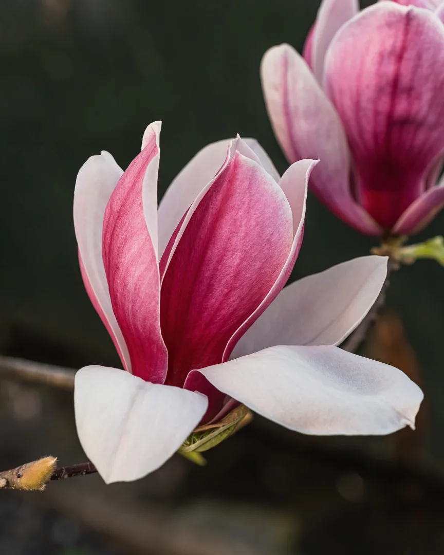 Spring Magnolia Flowers