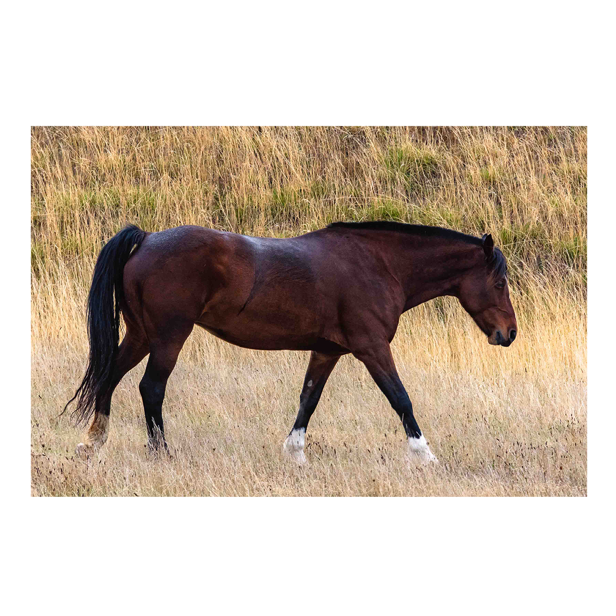 Dark horse seen roaming in a paddock