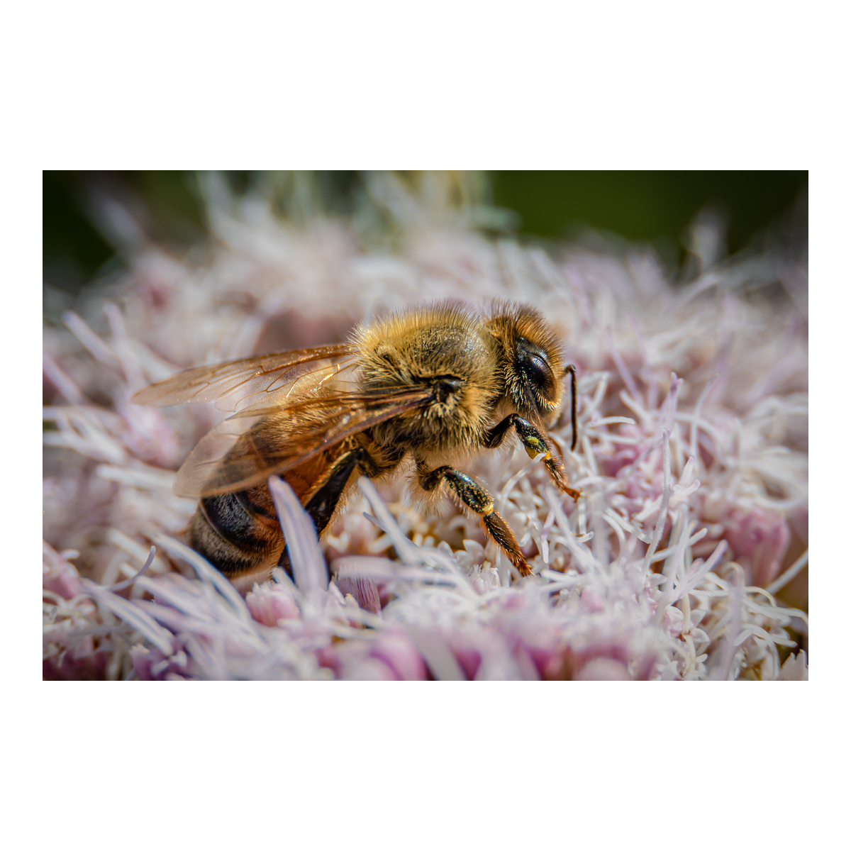 Bee in a thyme flower