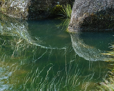 Reflections in the pond in the Japanese Garden