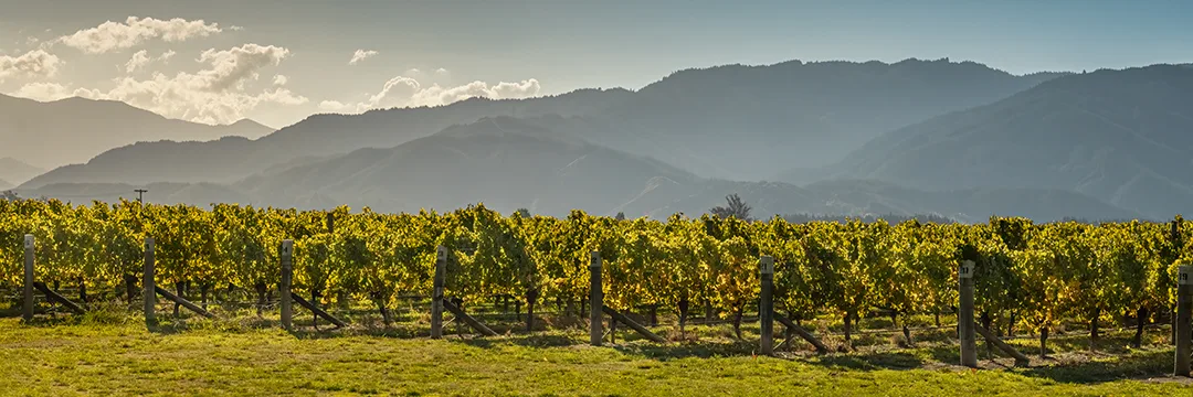 Marlborough vineyard