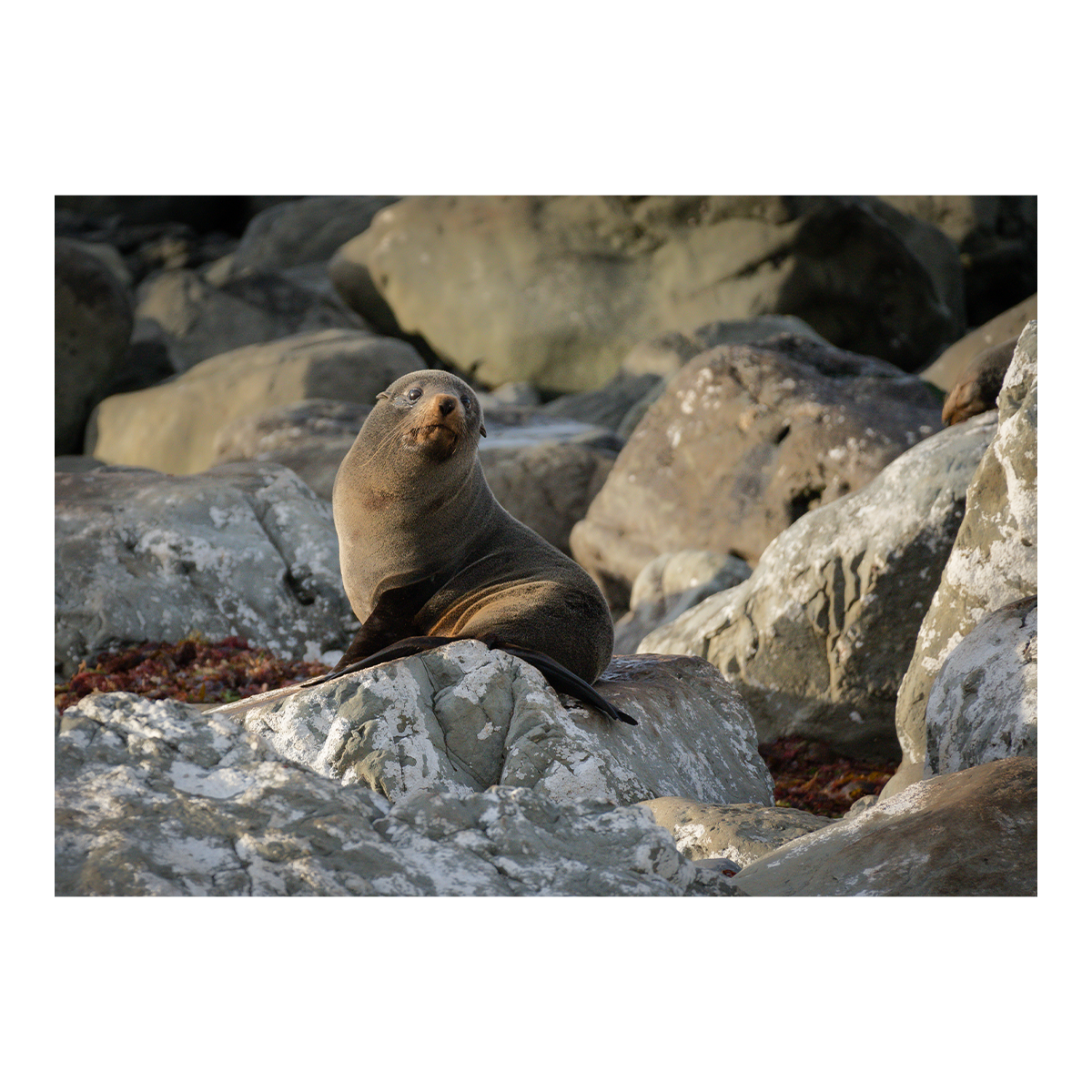 New Zealand fur seal on the rocks