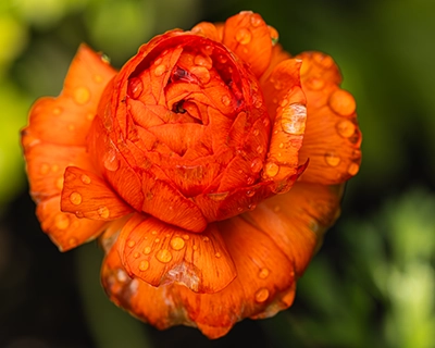 An orange ranunculus flower beginning to open with rain drops