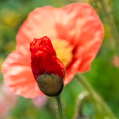 Red poppy bud in front of a blooming flower