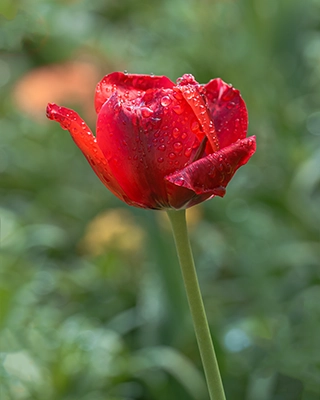 A red tulip beginning to open with rain drops