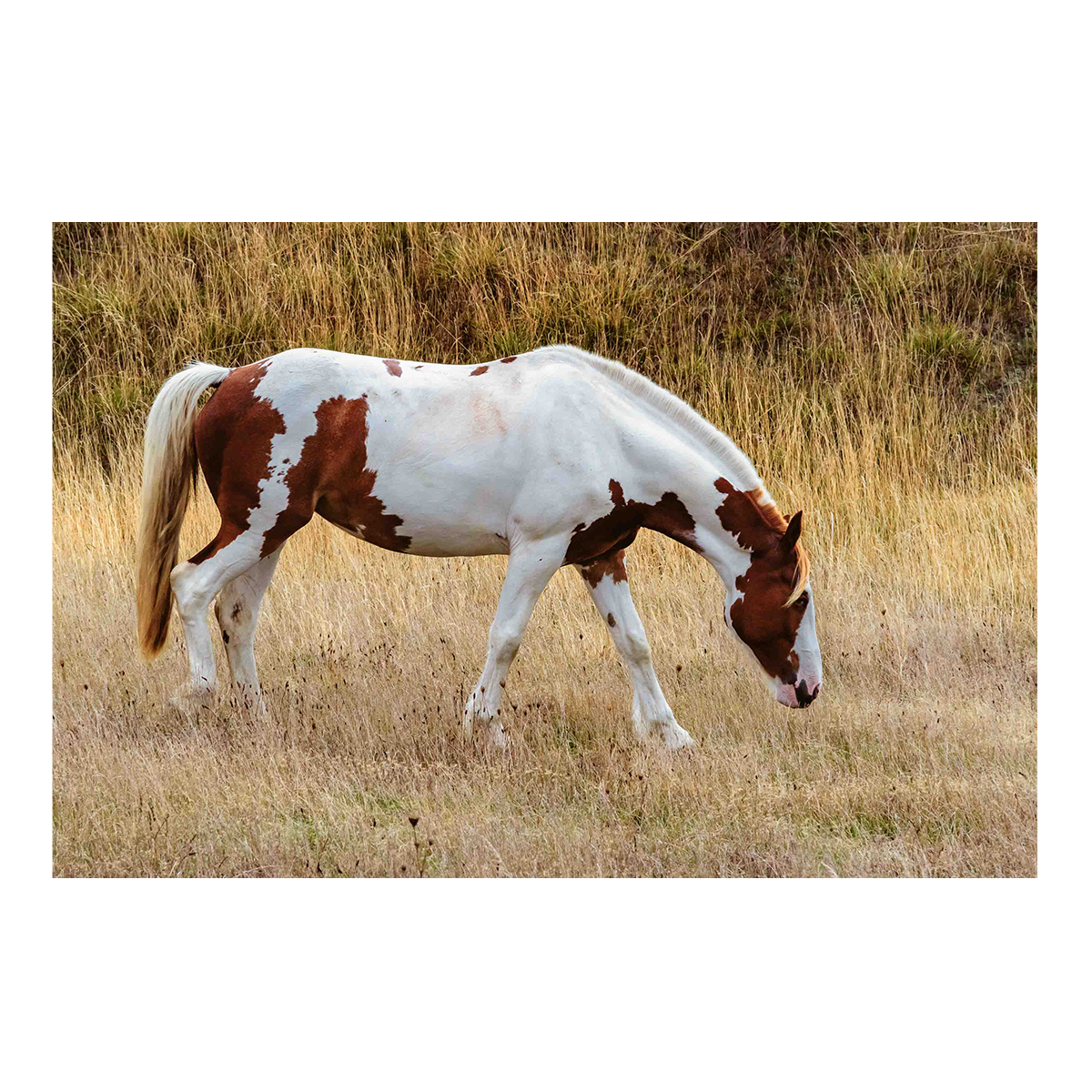 Beautiful horse