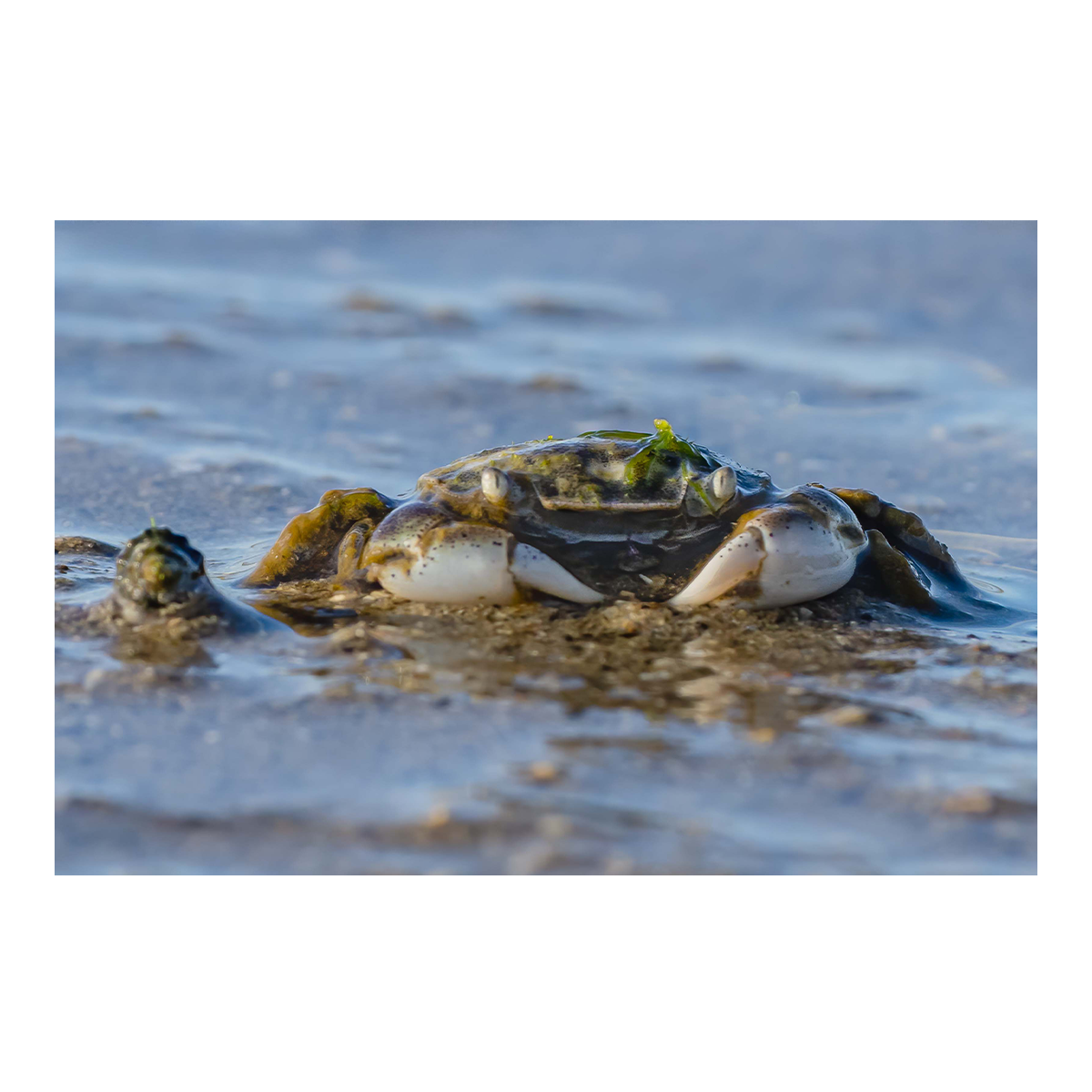 small mud crab