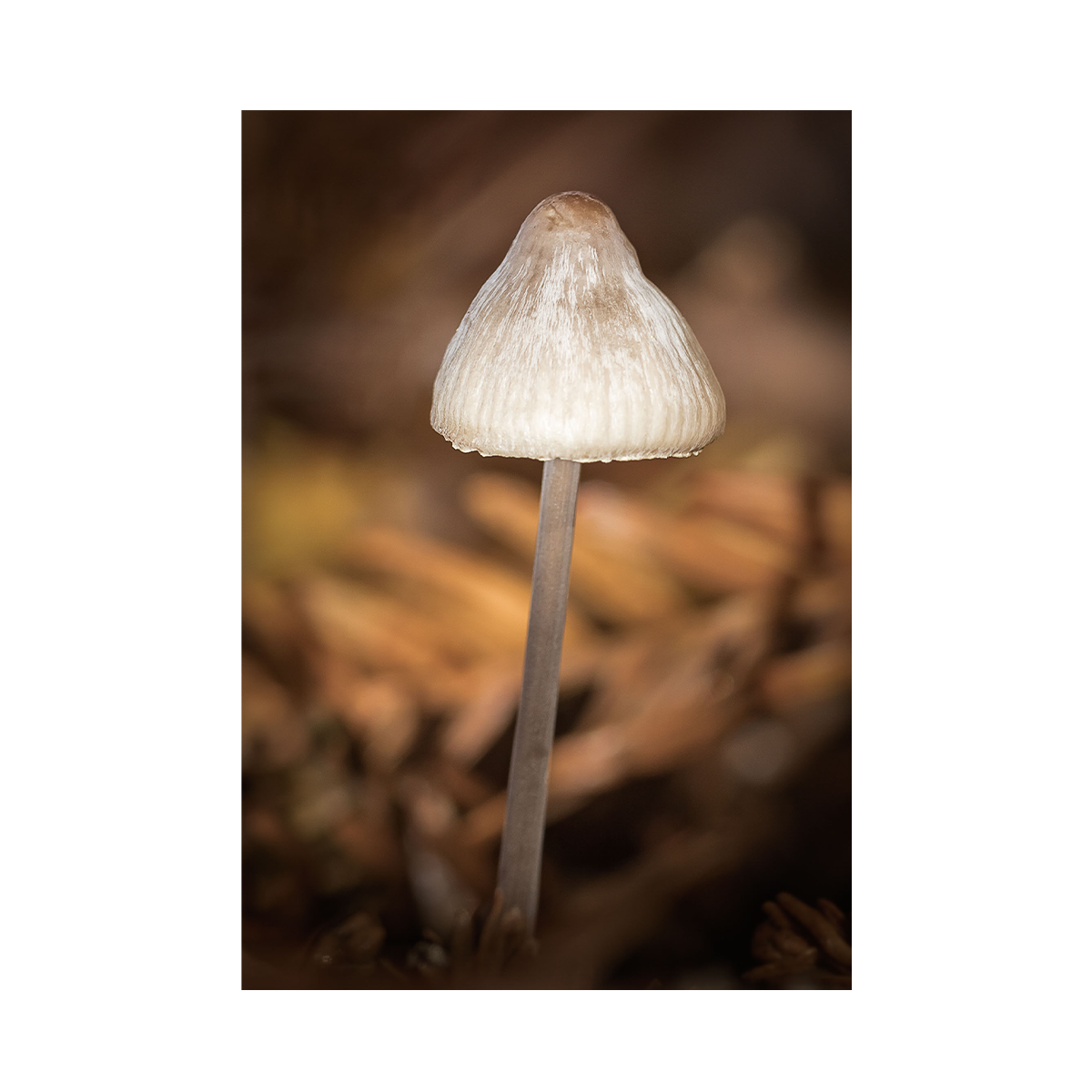 Mycena galopus