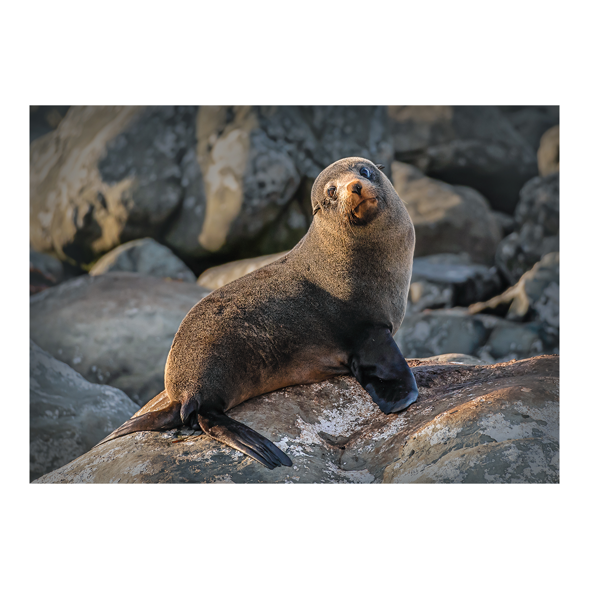 New Zealand fur seal sunbathing