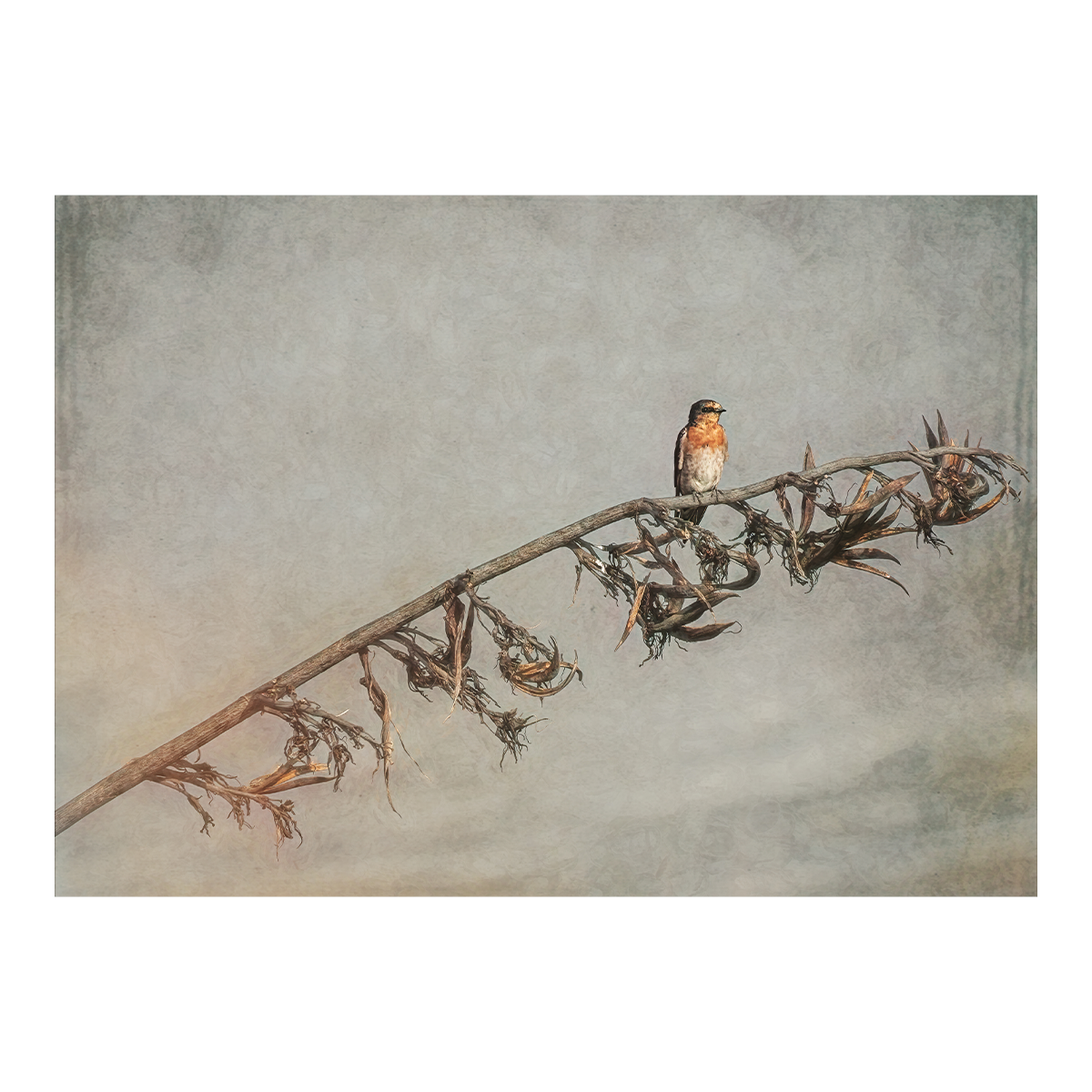 Swallow resting on flax