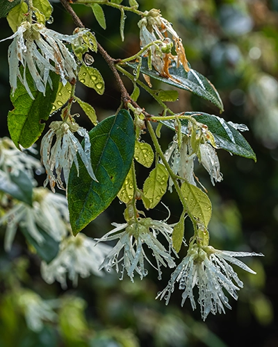 White fringe flower with rain drops in the Chinese Garden 