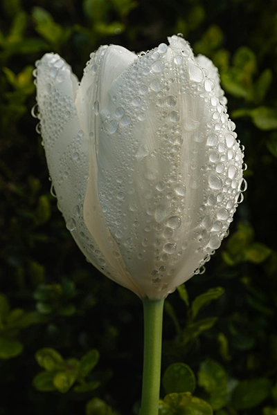 White tulip with raindrops