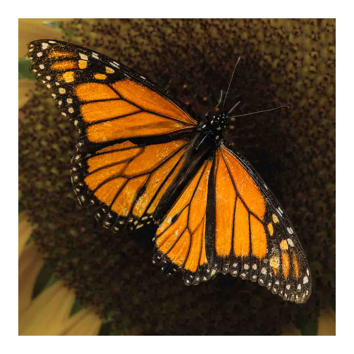 Monarch butterfly