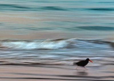 Intentional camera movement to follow a bird on the beach