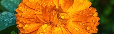 An orange calendula flower after a spring rain, with water droplets glistening on its petals and a few petals still not fully open.