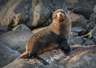 A sunbathing New Zealand fur seal on rocks in Kaikoura, taken in the morning