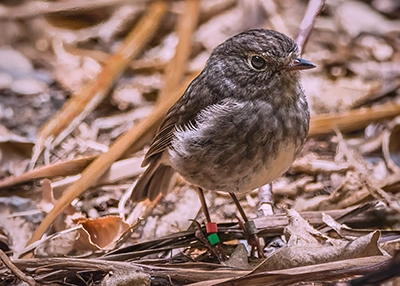 Toutouwai North Island Robin photographed in the leaf litter on the forest floor.