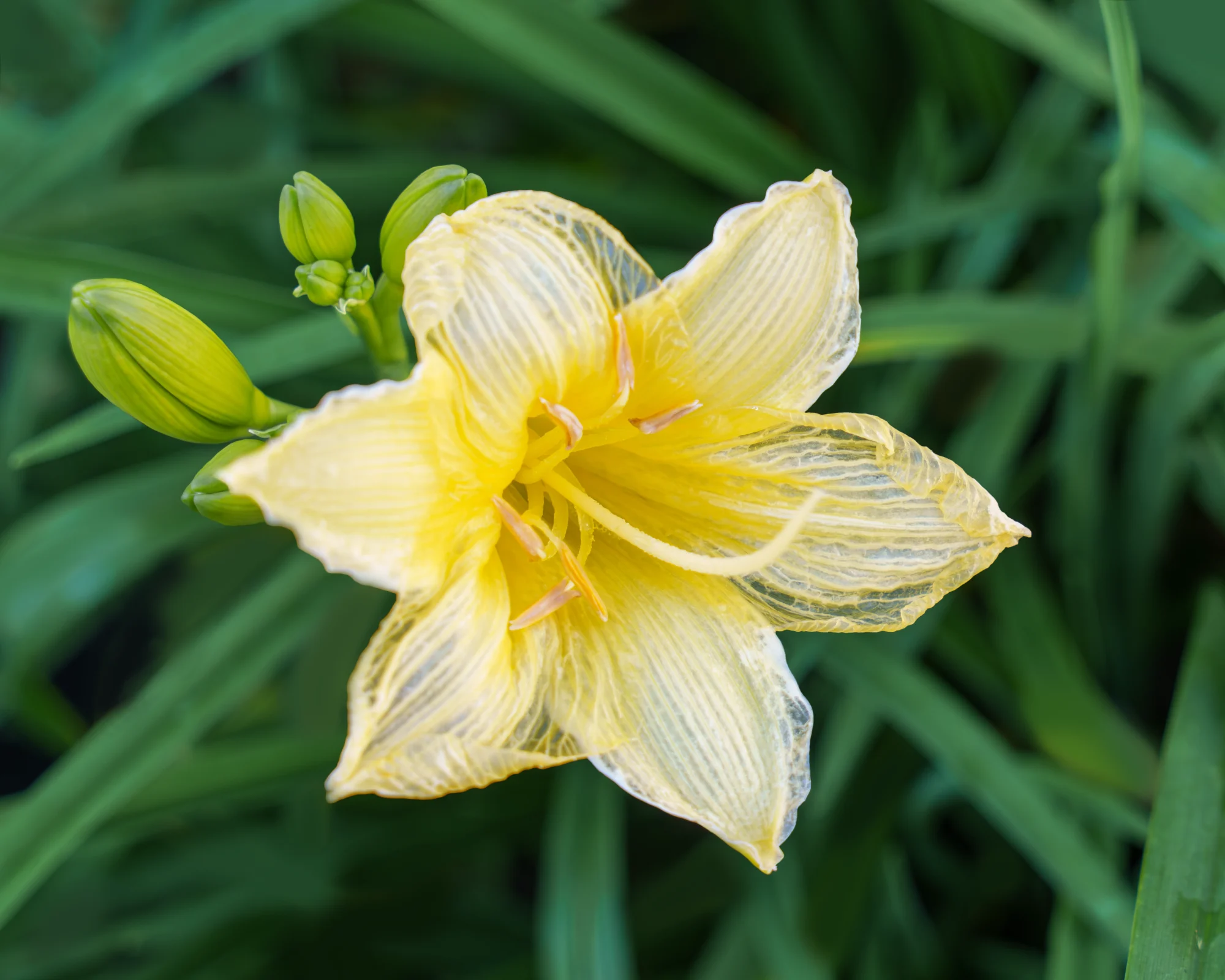 Yellow daylily macro